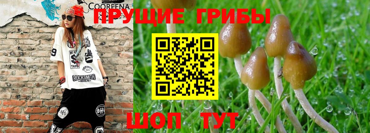 Кириши  закладка  Вход с VPN  Псилоцибиновые грибы Psilocybe 